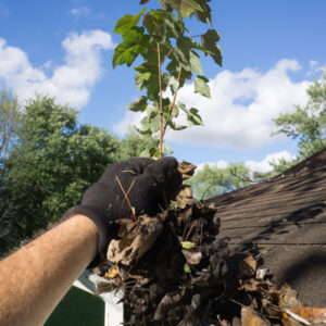 gutter-cleaning-plant-removal